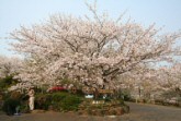 アイランドパーク桜