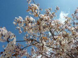 桜開花
