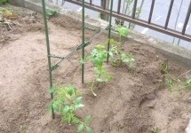 ミニトマト