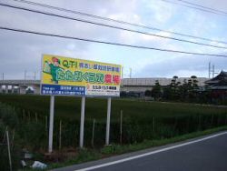 2012い草の刈り取り