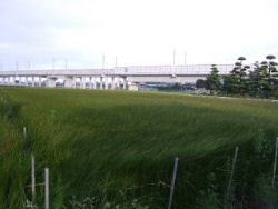 2012い草の刈り取り